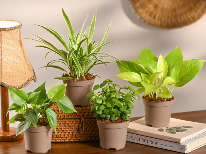Air Purifying Indoor Plants: The Ones Actually Backed by Research