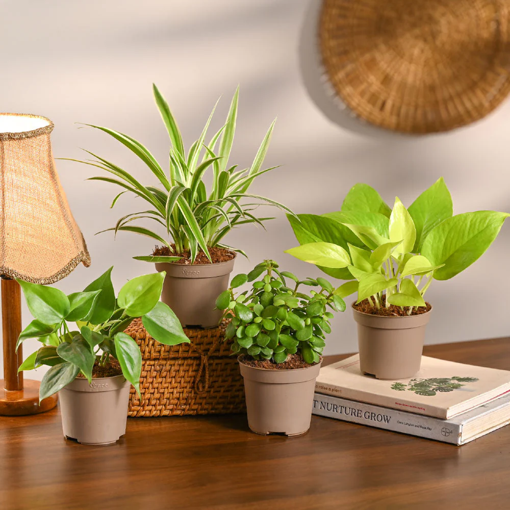 Air Purifying Indoor Plants: The Ones Actually Backed by Research